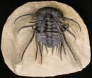 Dicranurus Monstrosus Trilobite #18576-1